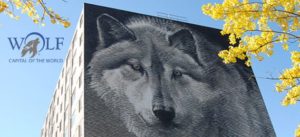 Wolf capital of the world manitoba image